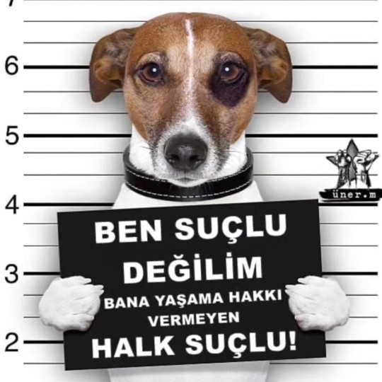 Köpeklerin Toplatılması, Uyutulması veya Kısırlaştırılması Hakkında Ne Düşünüyorsunuz?