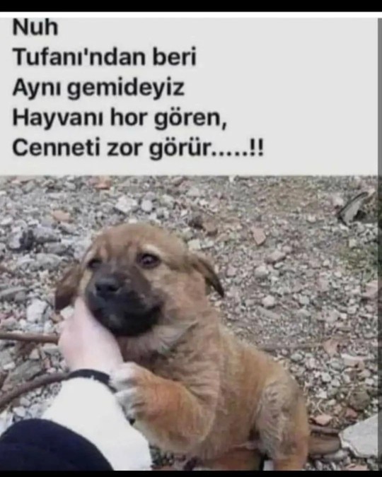 Köpeklerin Toplatılması, Uyutulması veya Kısırlaştırılması Hakkında Ne Düşünüyorsunuz?