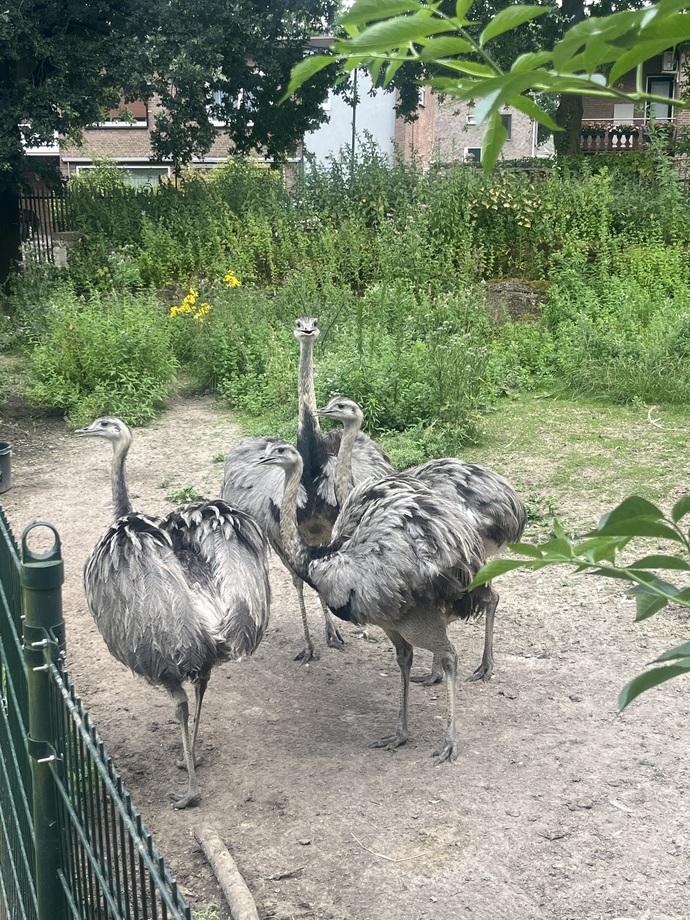 Merhaba bakın bugün küçük bir hayvanat bahçesie gittim siz ne yaptınız?