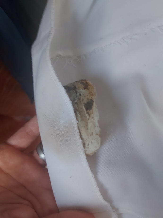 Bu poşetin içindeki şey büyü mü , başka bir şey mi?