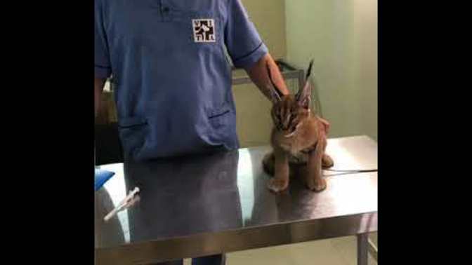 Sizce de çok tatlı değil mi?