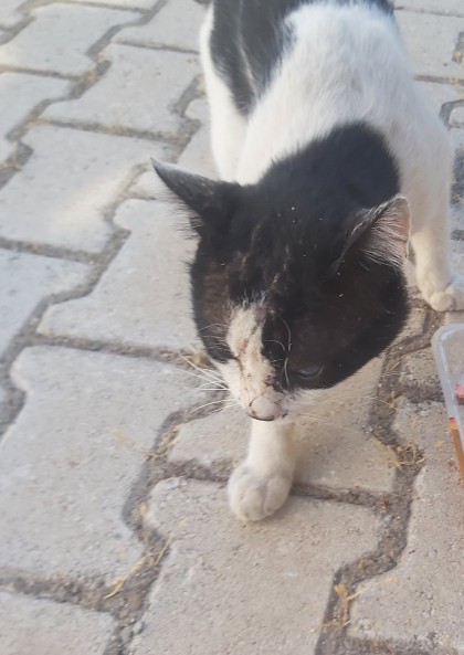 BU KEDİYE NASIL YARDIM EDEBİLİRİM?