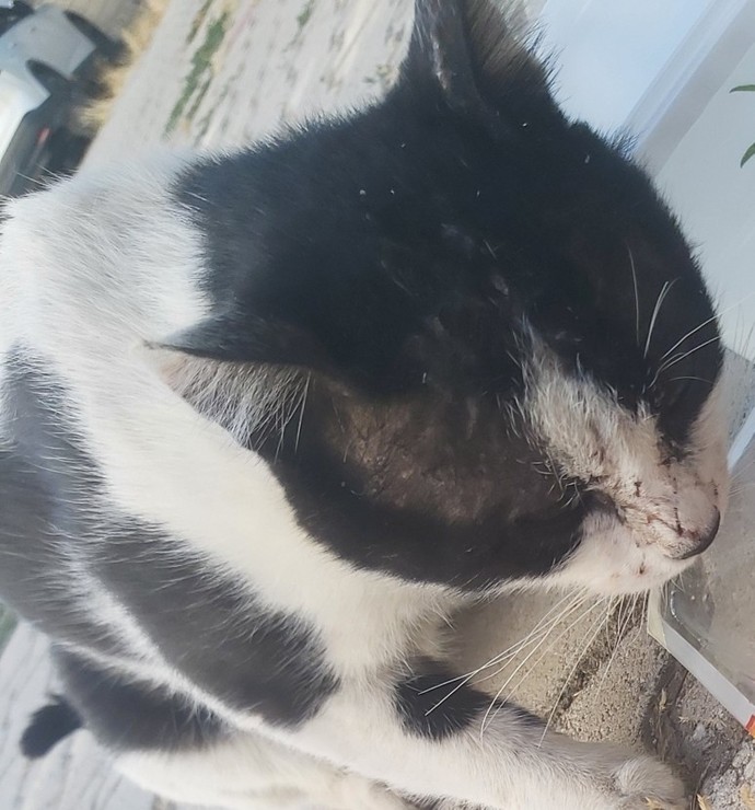 BU KEDİYE NASIL YARDIM EDEBİLİRİM?