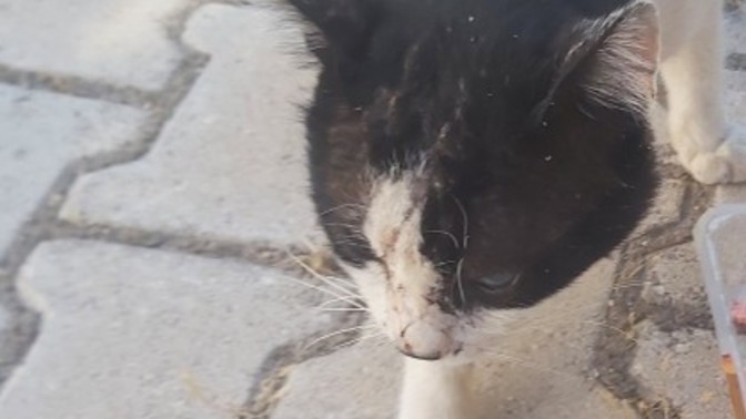 BU KEDİYE NASIL YARDIM EDEBİLİRİM?