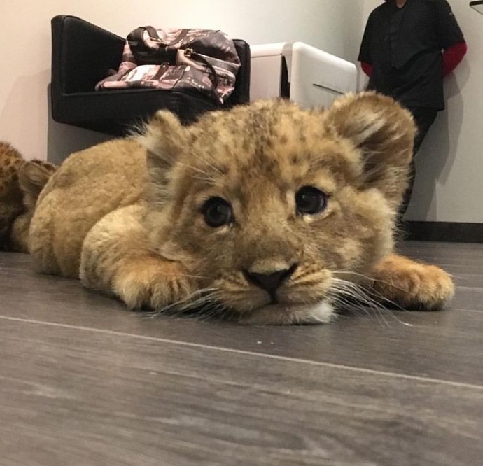 Aslan burcu ile en çok hangi burç uyumludur?