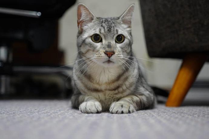 En sevdiğiniz kedi cinsi hangisidir?