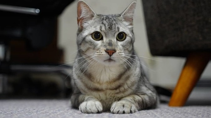 En sevdiğiniz kedi cinsi hangisidir?