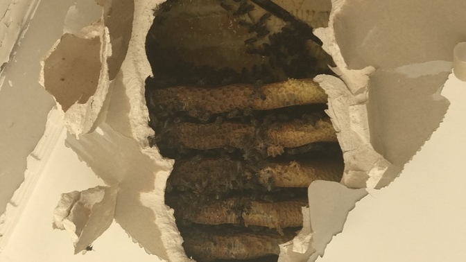Gerçek balın tadını biliyor musunuz 🍯?