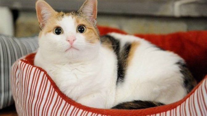 Muhalefetin itirazı üzerine, sokak hayvanlarına ilişkin yasa teklifinde sokak kedileri kapsam dışına alındı. Kararı nasıl buldunuz?