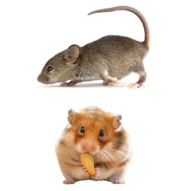 Hamster ile fare ayrımını yapabiliyor musunuz?