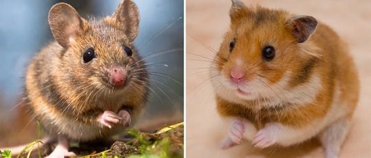 Hamster ile fare ayrımını yapabiliyor musunuz?