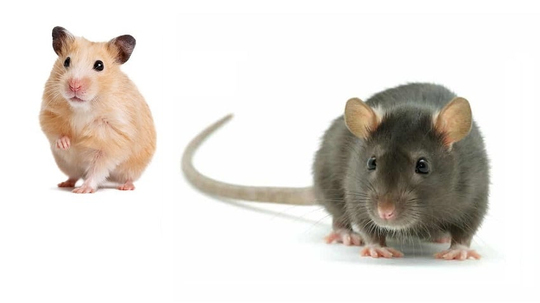 Hamster ile fare ayrımını yapabiliyor musunuz?