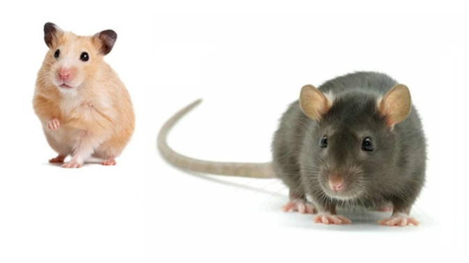 Hamster ile fare ayrımını yapabiliyor musunuz?