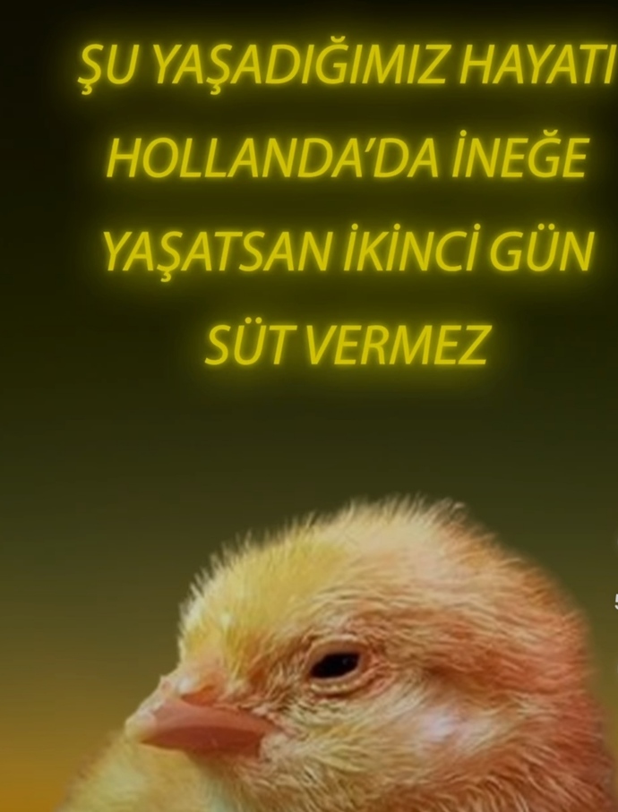 Yaşadığınız hayattan memnunmusunuz?
