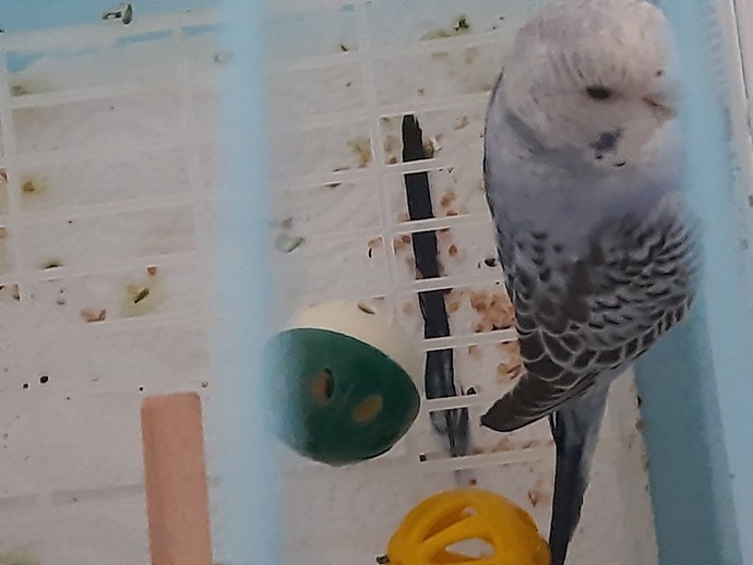 Kusum ilk geldigi zamana gore asiri agresif?
