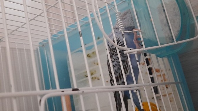 Kusum ilk geldigi zamana gore asiri agresif?