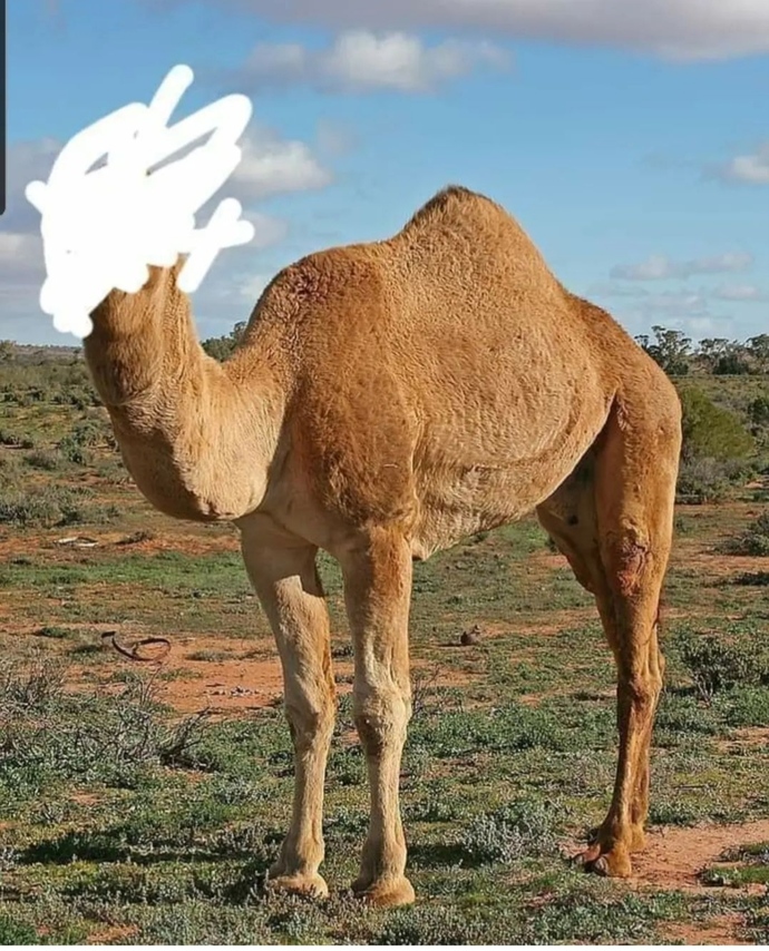 Arkadaşlar bügün ödüllü yarışmamız var görseldeki hayvanı tahmin ederseniz dm kutumu 1 günlüğüne açıcam, hangi hayvan sizce🤗?
