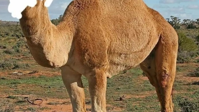 Arkadaşlar bügün ödüllü yarışmamız var görseldeki hayvanı tahmin ederseniz dm kutumu 1 günlüğüne açıcam, hangi hayvan sizce🤗?