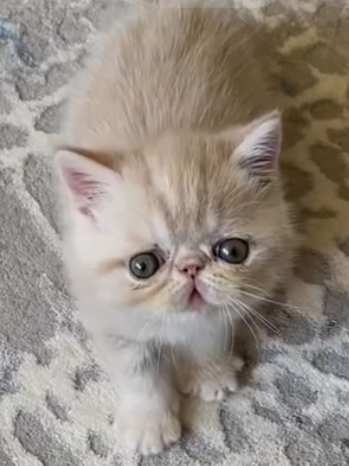 Benim prensesim nasıl sizce💖😻?