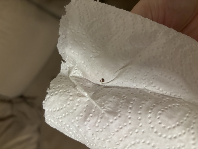 Küçük siyah uçan böcek türü nedir? ölü hali bu? evde sürekli bunları buluyorum?