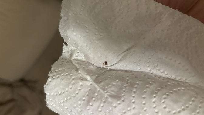 Küçük siyah uçan böcek türü nedir? ölü hali bu? evde sürekli bunları buluyorum?