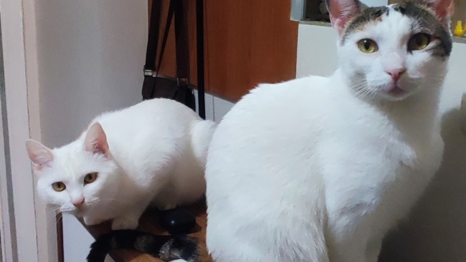 Günaydın kızlarım babalarını bekliyor?