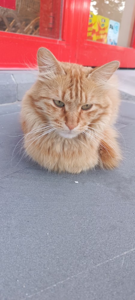 Benim yakışıklıma bakar mısınız?