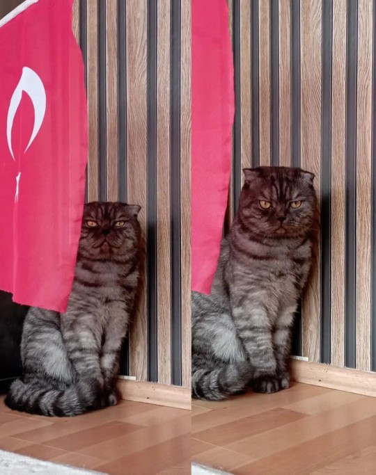 Benim yakışıklıma bakar mısınız?