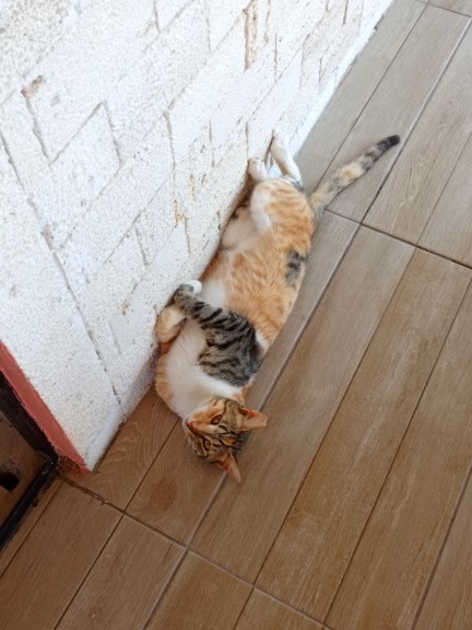 Benim yakışıklıma bakar mısınız?