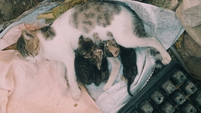 Görünce içinizi ısıtan bir şey var mı?