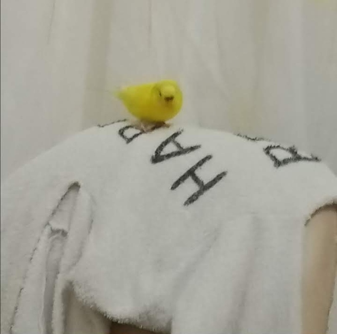 Kuşum dünyanın en tatlı kuşu bence?