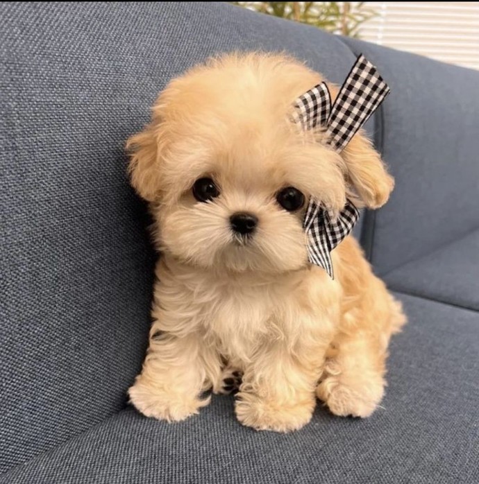 Bu köpeğin adı, yediğiniz son şey olsa ne olurdu?