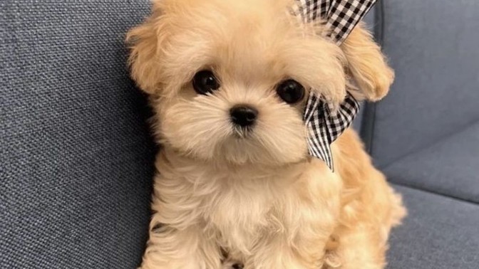 Bu köpeğin adı, yediğiniz son şey olsa ne olurdu?