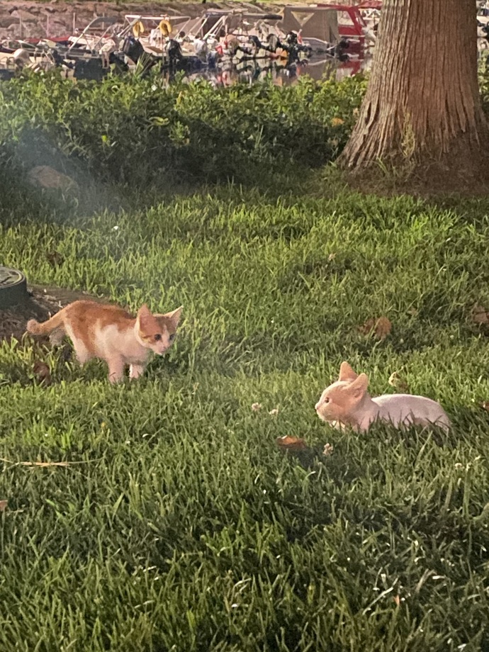 İki ay önce sahiplendiğim kedi doğaya geri alışabilir mi?