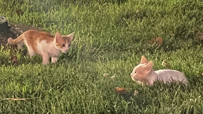 İki ay önce sahiplendiğim kedi doğaya geri alışabilir mi?