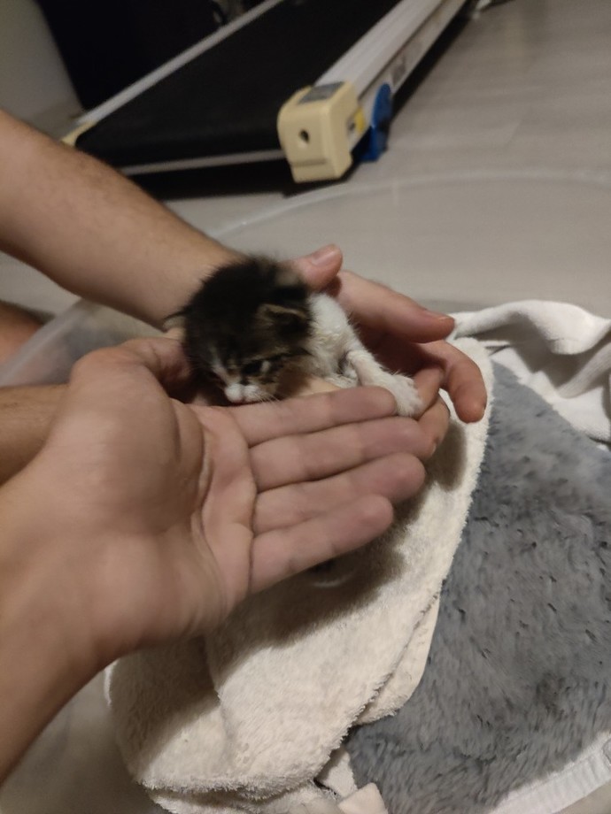 Kedi bulduk adı ne olsun?