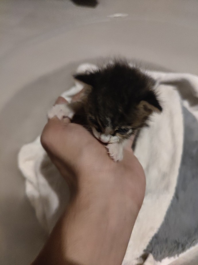 Kedi bulduk adı ne olsun?
