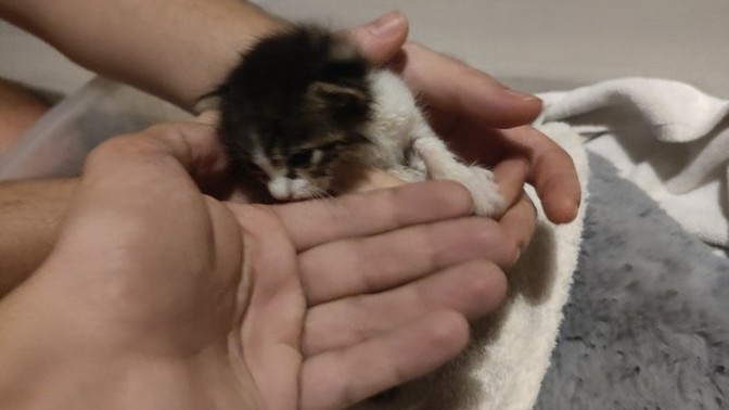 Kedi bulduk adı ne olsun?