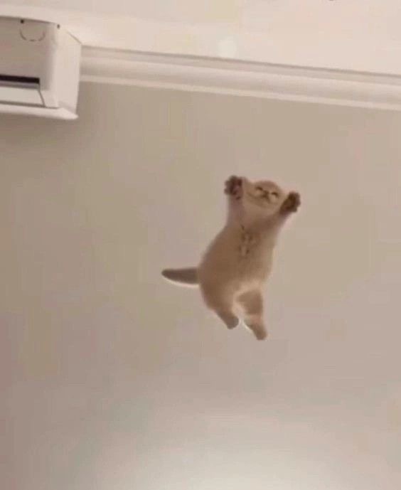 Kedi uç kucağıma duş