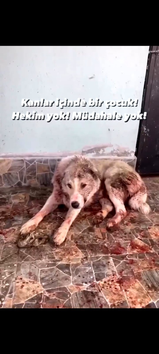 Mecliste kabul edilerek yasalaşan sokak hayvanları ile ilgili olan düzenlemeye nasıl bakıyorsunuz? Alınan kararları doğru mu sizce?