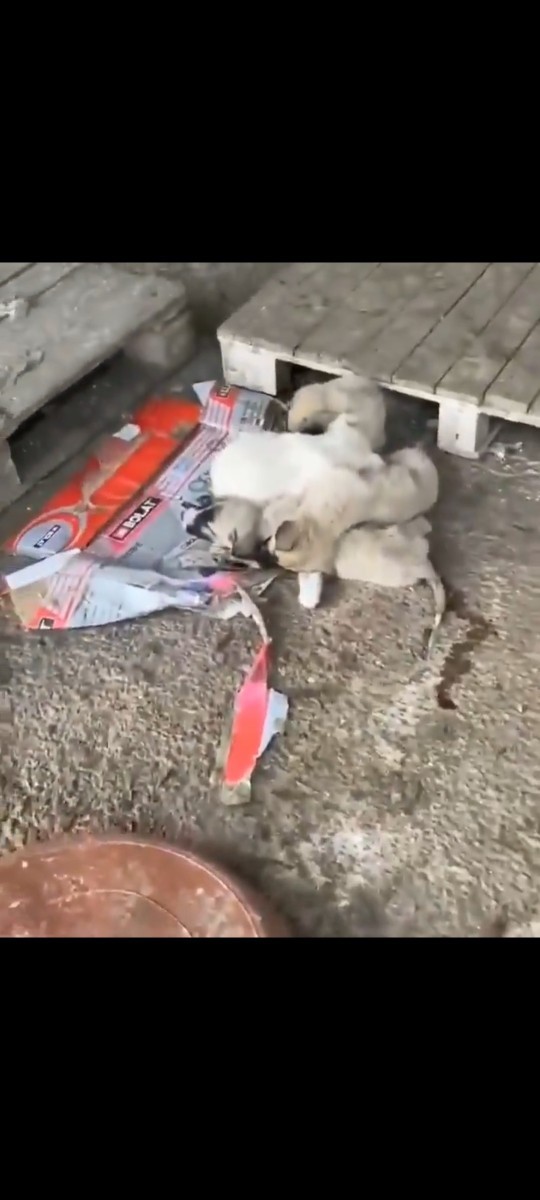 Mecliste kabul edilerek yasalaşan sokak hayvanları ile ilgili olan düzenlemeye nasıl bakıyorsunuz? Alınan kararları doğru mu sizce?