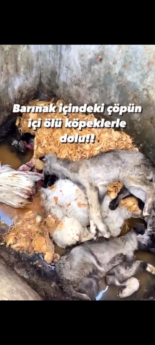 Mecliste kabul edilerek yasalaşan sokak hayvanları ile ilgili olan düzenlemeye nasıl bakıyorsunuz? Alınan kararları doğru mu sizce?