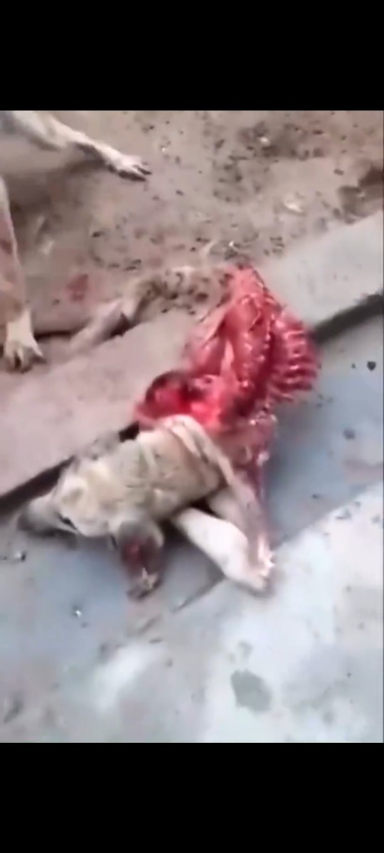 Mecliste kabul edilerek yasalaşan sokak hayvanları ile ilgili olan düzenlemeye nasıl bakıyorsunuz? Alınan kararları doğru mu sizce?