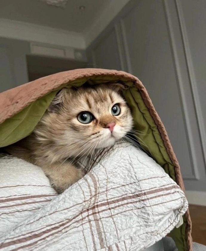Kedi her derde deva mıdır?