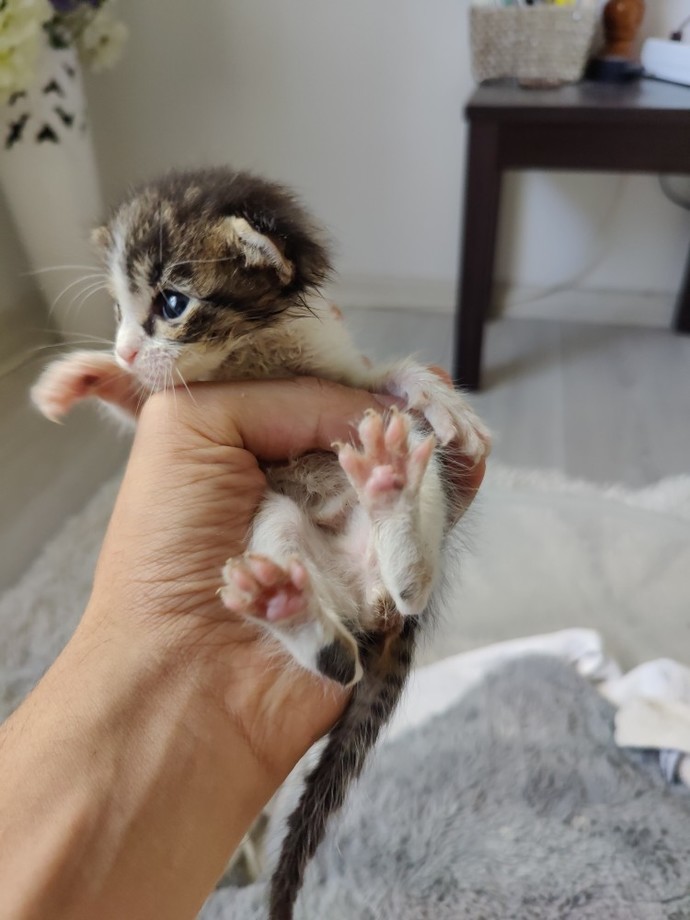 Kedi her derde deva mıdır?