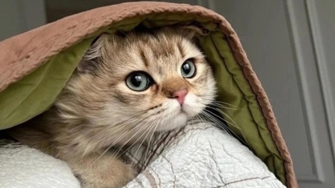 Kedi her derde deva mıdır?