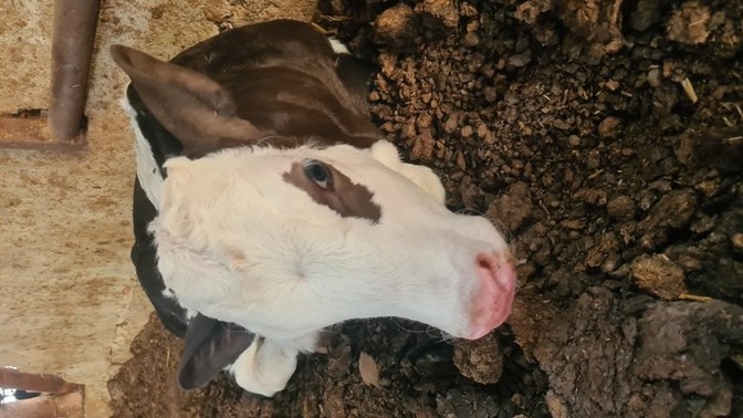 Bu sabah doğdu kendisi hanımefendi. Kızıma isim önerileri alabilir miyiz?