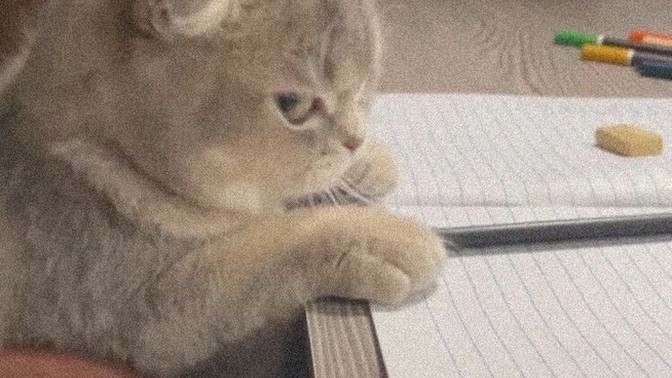 Kedinizi başkası sevdiğinde kıskanır mısınız?