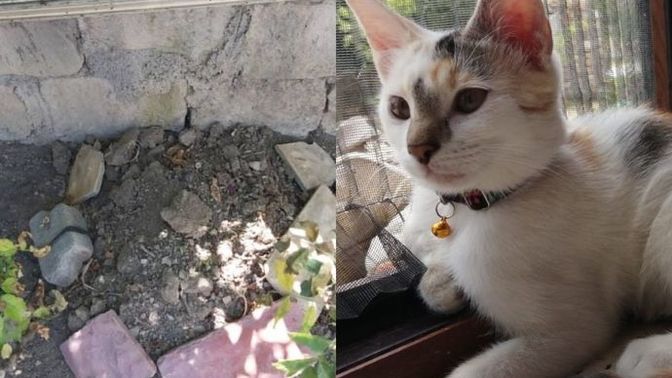 Kedimin tasmalarını nasıl sonsuza kadar saklarım?