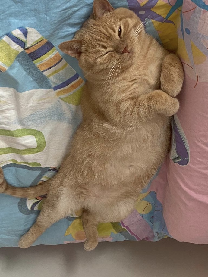 Hangi Hayvanı Seviyorsun?